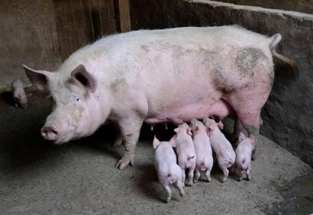 Alertă de pestă porcină înainte de Paște. 11.500 de animale, sacrificate