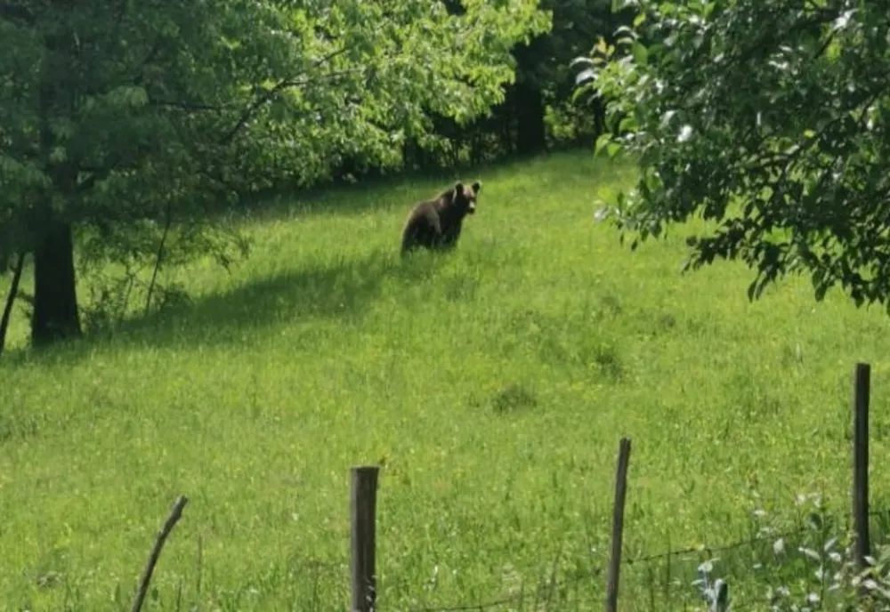 Operațiune de salvare în Maramureș: Salvamontiști și jandarmi în căutarea unui bărbat dispărut după întâlnirea cu un urs