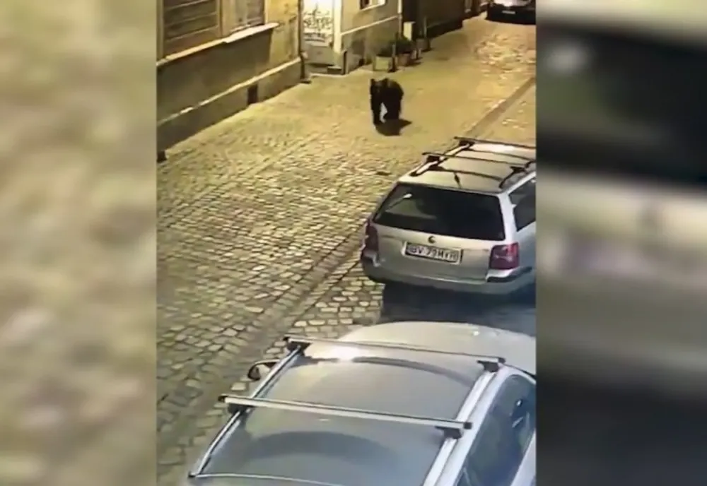 VIDEO Panică în Brașov: un URS a fost filmat pe străzile orașului. O femeie, surprinsă de animal