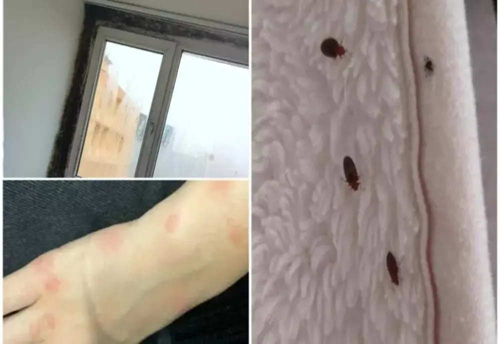 Groaza din căminele de la Grozăvești: Invazie de ploșnițe, gândaci și șoareci, igrasia este la ea acasă. Universitatea din București ridică din umeri