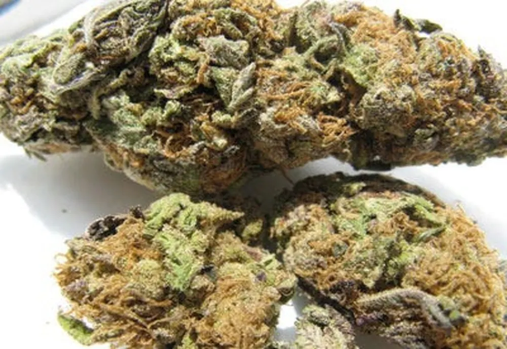 Nici marijuana nu mai e ce-a fost odată, în România: „Este stropită cu pesticide, insecticide, otravă de şobolani”