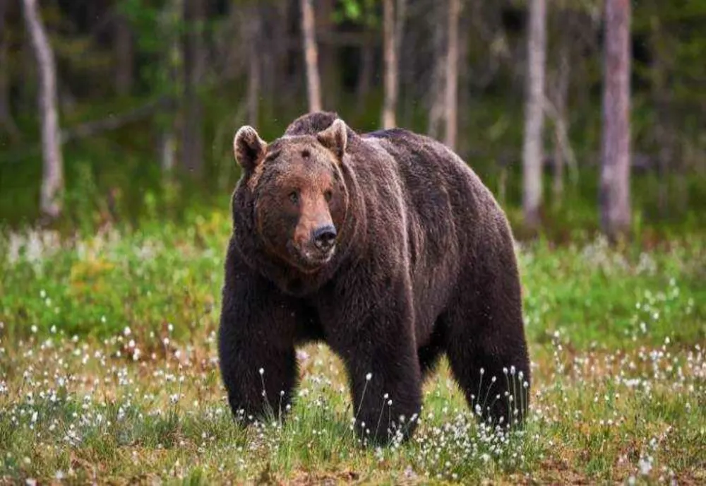 TÂNĂR DIN MARAMUREȘ, ATACAT DE O URSOAICĂ ÎN TIMP CE ÎȘI CĂUTA ANIMALUL RĂTĂCIT ÎN PĂDURE