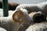 Focar de variolă în județul Tulcea. Transportul ovinelor și caprinelor a fost restricționat