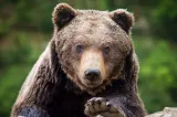 Bărbat atacat de trei urși în Hunedoara. A încercat să-și salveze vaca
