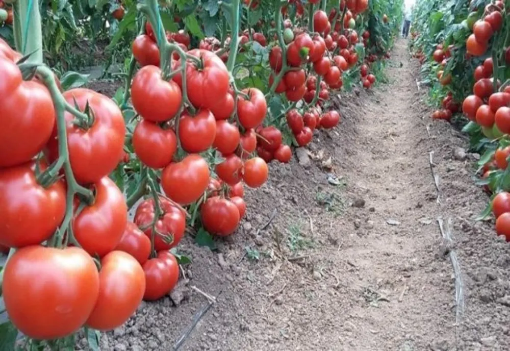 Ministrul Agriculturii anunţă suplimentarea Programului Tomata cu 65 de milioane de lei