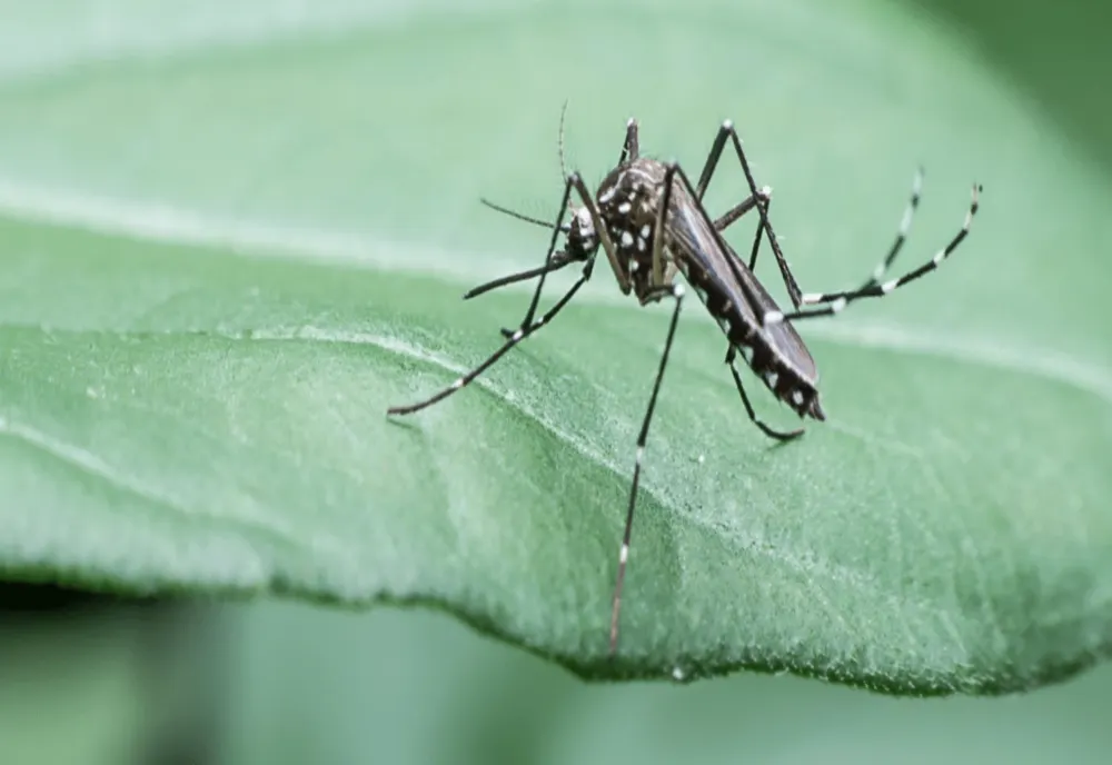 Țânțarii care răspândesc malaria au fost descoperiți și pe teritoriul României. Ce spun autoritățile