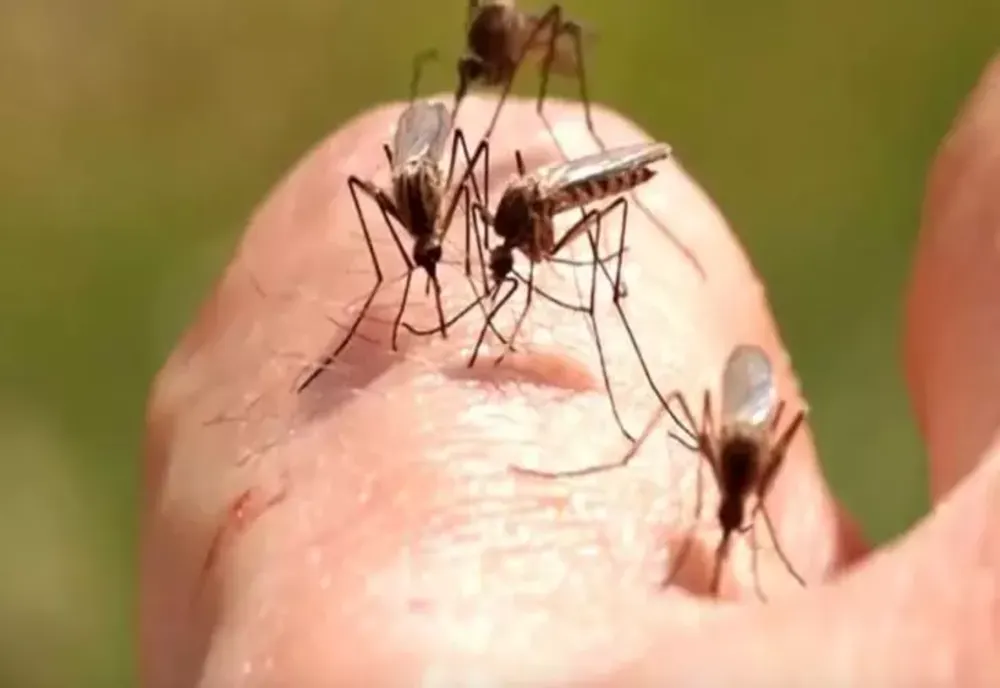 Cinci semne că ai fost infectat cu virusul West Nile