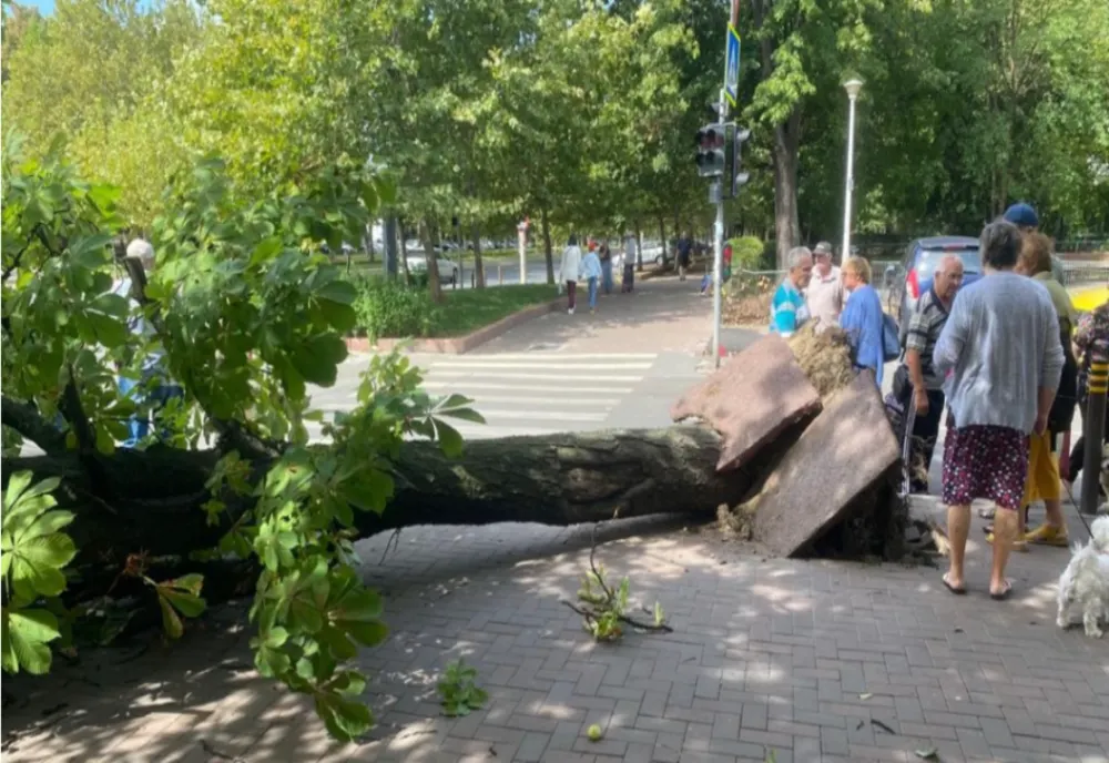 Incident foarte grav în Sectorul 3 al Capitalei - Un copac a căzut peste o femeie