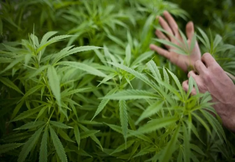 Un profesor din Bacău și-a făcut o seră specială de cultivat canabis. Procurorii DIICOT i-au oprit „cursurile de botanică”