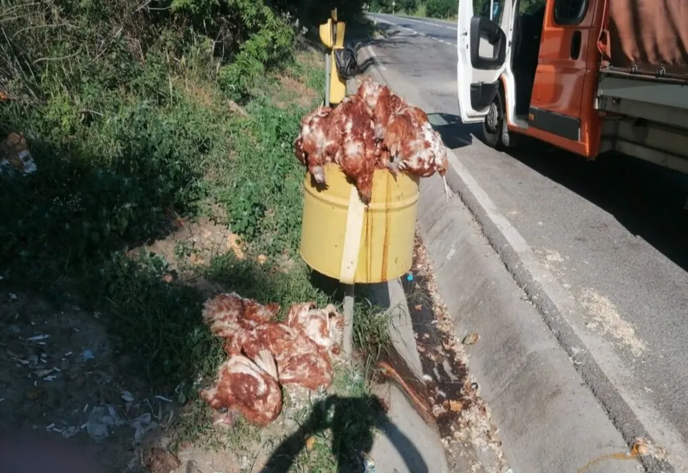 SUTE DE GĂINI MOARTE, ARUNCATE ÎN MAI MULTE PARCĂRI PE DN14, ÎN JUDEȚUL SIBIU