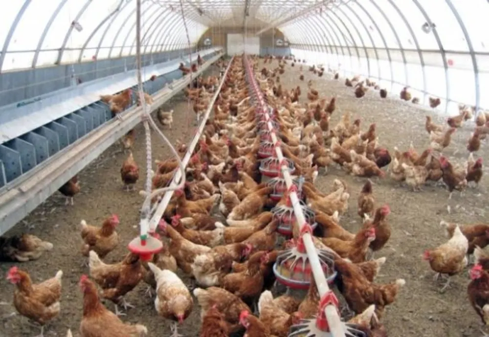 FOCAR DE SALMONELLA LA O FERMĂ DIN VASLUI: 220.000 DE GĂINI SACRIFICATE