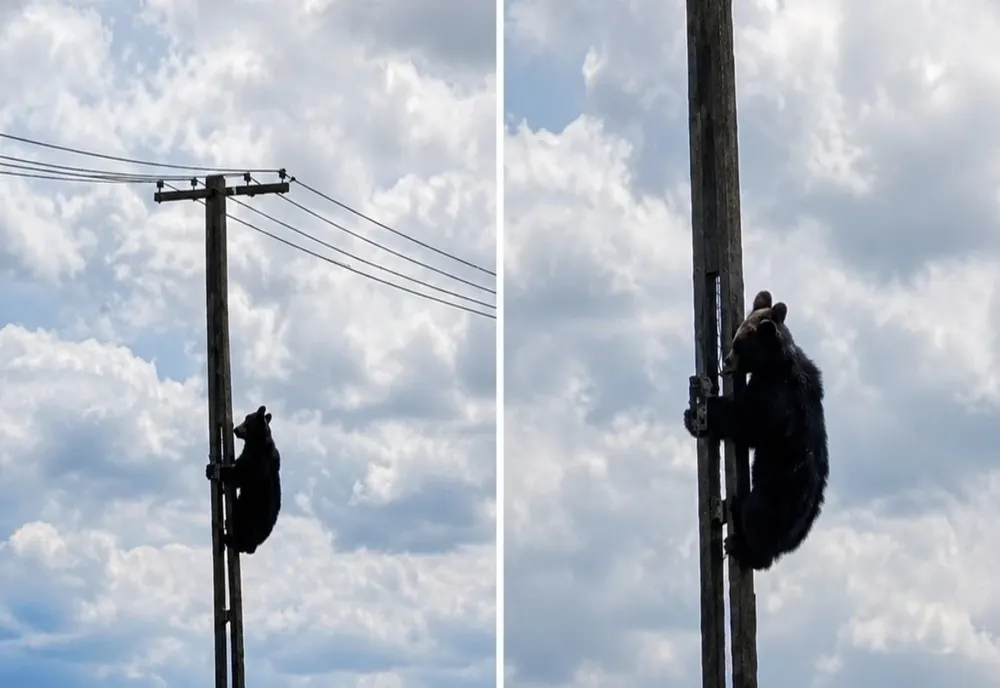  Urs filmat pe un stâlp de electricitate la marginea Brașovului. Imaginile au devenit virale - VIDEO