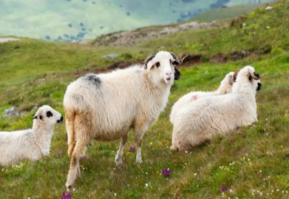 Guvernul pregăteşte noi măsuri de sprijin pentru crescătorii de ovine