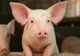 Focar de pestă porcină la o fermă din Timiș. Peste 53.000 de animale vor fi sacrificate