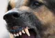 Avertismentul veterinarilor: Câinii devin mai agresivi în zilele de vară. Studiul care demonstrează efectul căldurii asupra câinilor