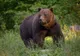 Sibienii, în alertă! Urs văzut chiar la periferia orașului! Animalul a apărut și acum o săptămână în apropierea municipiului