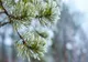 Prognoza pentru următoarele 2 săptămâni. Temperaturi oscilante până pe 6 februarie, apoi se încălzeşte