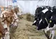 ÎNTRUNIRE DE URGENŢĂ A AUTORITĂȚII SANITAR-VETERINARE CU CRESCĂTORII DE VACI DE LAPTE