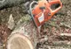 3.000 DE ARBORI USCAȚI CU RISC PENTRU LOCUITORI, TOALETAȚI ȘI DEFRIȘAȚI ÎN SECTORUL 2