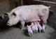 Alertă de pestă porcină înainte de Paște. 11.500 de animale, sacrificate