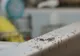 Nu știi cum să mai scapi de FURNICILE din locuința ta? 6 REMEDII naturale, absolut uimitoare