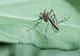 Țânțarii care răspândesc malaria au fost descoperiți și pe teritoriul României. Ce spun autoritățile