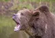 TÂNĂRĂ ATACATĂ DE URS PE JEPII MICI. FATA AR FI FOST TÂRÂTĂ DE ANIMALUL SĂLBATIC. SALVAMONTIȘTII SUNT ÎN CĂUTAREA EI