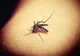 INSP: 9 infecții cu virusul West Nile și 2 decese, înregistrate în acest sezon