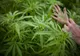 Un profesor din Bacău și-a făcut o seră specială de cultivat canabis. Procurorii DIICOT i-au oprit „cursurile de botanică”