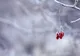 Urgia meteo lovește România: GER cumplit și ninsori viscolite. Când se încălzește