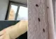 Groaza din căminele de la Grozăvești: Invazie de ploșnițe, gândaci și șoareci, igrasia este la ea acasă. Universitatea din București ridică din umeri