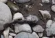 Poluare gravă pe pârâul Peţea, din judeţul Bihor. Peste 150 de kilograme de peşti morţi