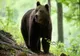 URSUL CARE A UCIS O TÂNĂRĂ PE TRASEUL TURISTIC JEPII MICI A FOST ÎMPUȘCAT