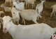 FOCAR DE PESTĂ, LA O FERMĂ DE CAPRE DIN CONSTANȚA
