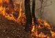 INCENDIU DE VEGETAȚIE ÎN ALBA. RISCUL DE EXTINDERE RĂMÂNE RIDICAT