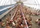FOCAR DE SALMONELLA LA O FERMĂ DIN VASLUI: 220.000 DE GĂINI SACRIFICATE
