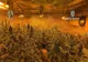 PLANTATIE DE CANNABIS DESCOPERITĂ ÎN VÂLCEA: BĂRBAT REȚINUT, 44 DE GHIVECE CU PLANTE URIAȘE ÎN LOCUINȚĂ