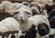 Efectele conflictului din Orientul Mijlociu ar putea fi resimțite la exporturile de ovine după Paște