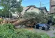 Furtunile au făcut ravagii în București și Ilfov. Zeci de copaci doborâți și 25 de mașini au fost avariate