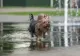 Canicula afectează animalele de companie: câinii și pisicile, expuși riscurilor de supraîncălzire
